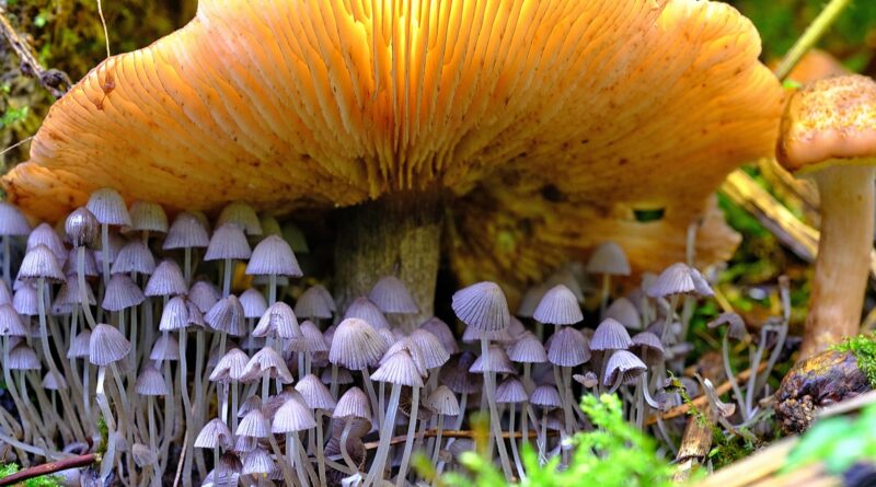 Pilz Exkursion