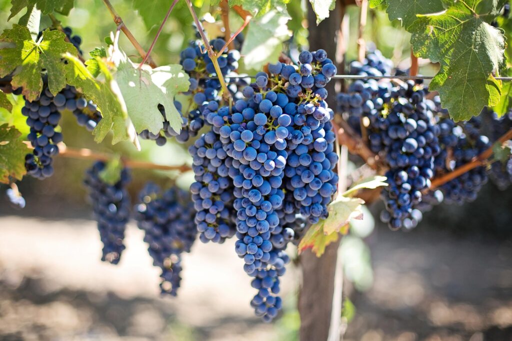 Weinlese mit Burgblick