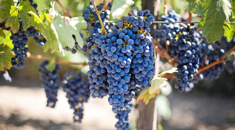 Weinlese mit Burgblick