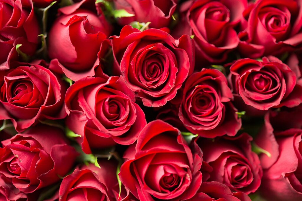 Roses against Violence