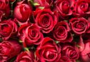 Roses against Violence