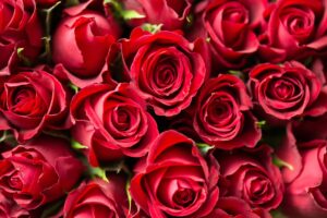 Roses against Violence