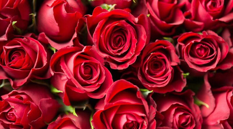 Roses against Violence