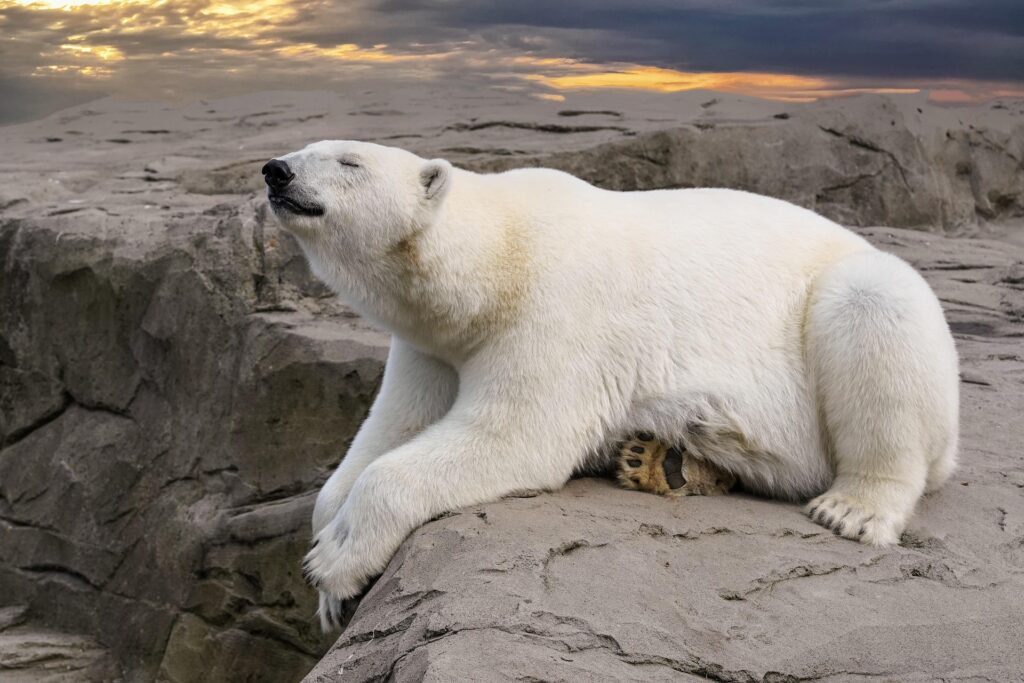 Mission Klimaschutz